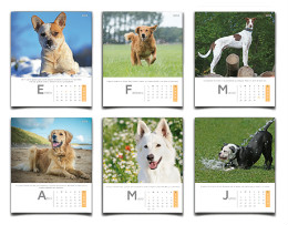 Calendari Solidari Protectora Animals