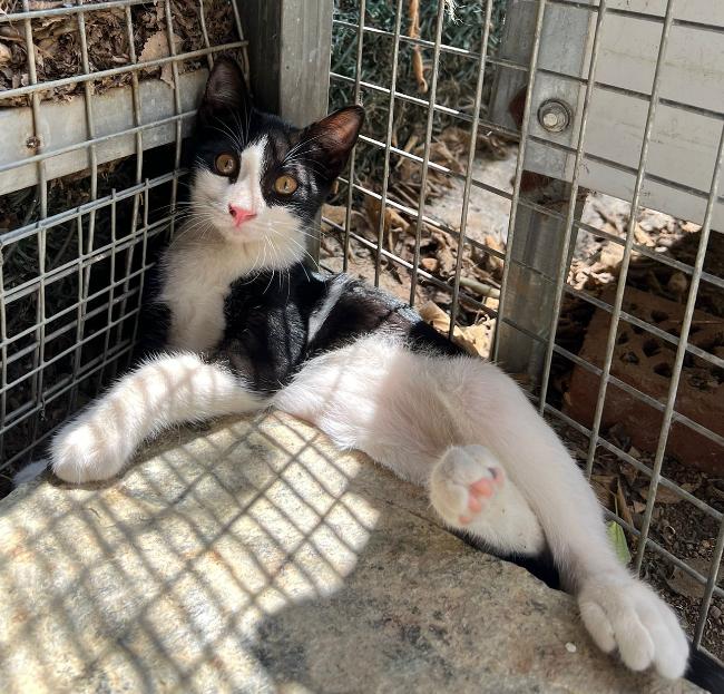 Gatito adopcion ADANA Protectora Animales Alella 
