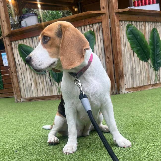Beagle adopcion Protectora Alella Barcelona