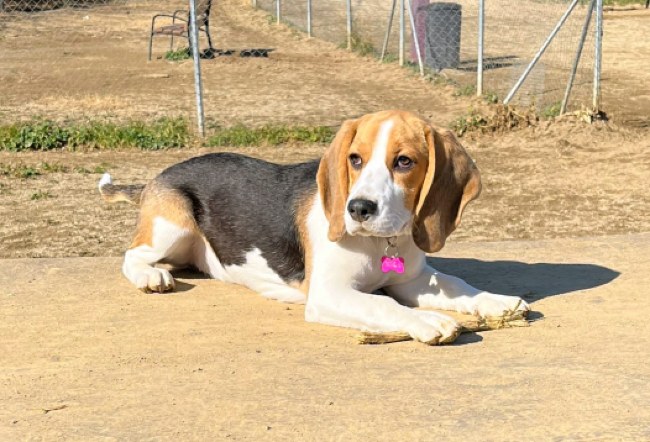 Beagle adopcio Protectora Alella Barcelona