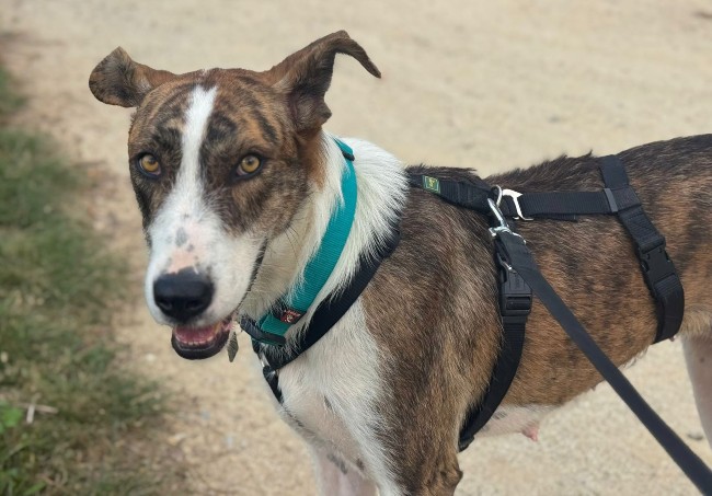 Perra adopcion ADANA Alella Maresme