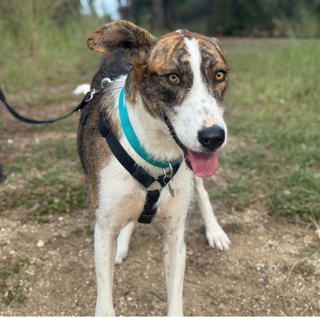 Perra adopcion ADANA Alella Maresme