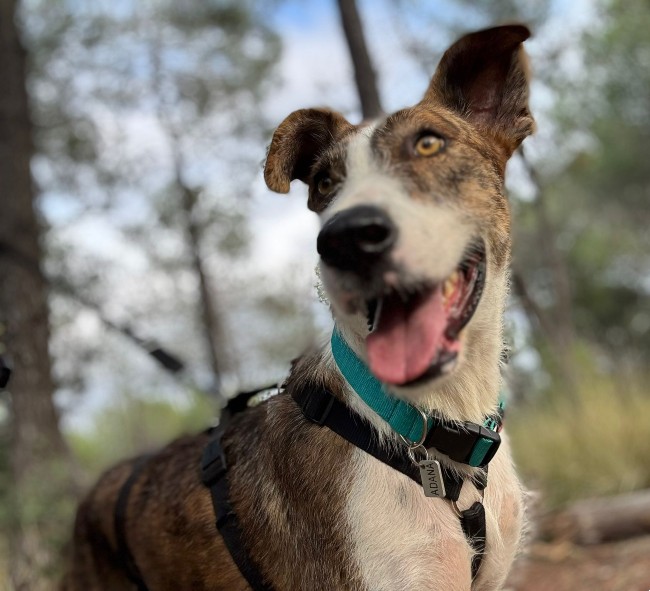 Xena perra adopcion ADANA Alella