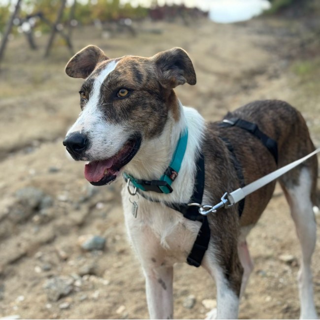 Xena perra adopcion ADANA Alella