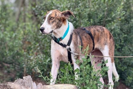 Xena gossa adopcio ADANA Alella