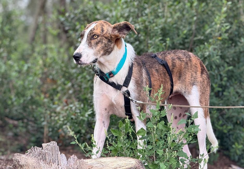 Xena gossa adopcio ADANA Alella