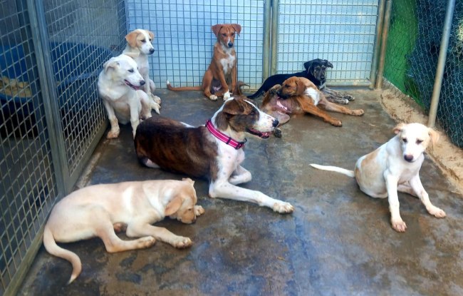 Xena gossa adopcio ADANA Maresma