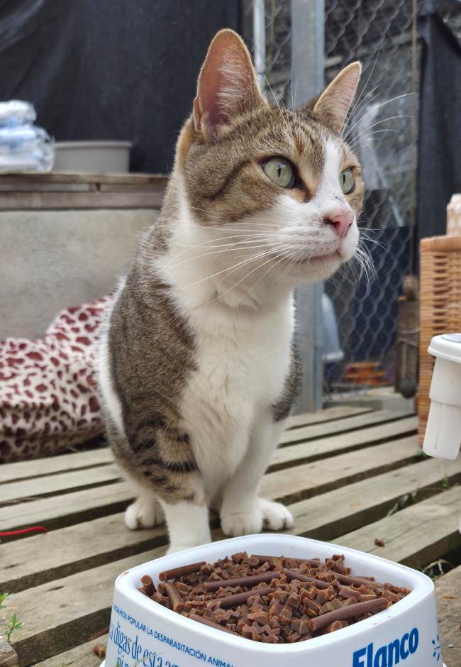 gat adopcio ADANA Alella Maresme