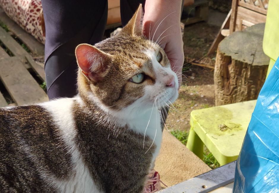 gatet adopcio ADANA Alella Maresme