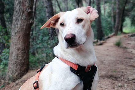 Aura cadella adopcio ADANA Alella