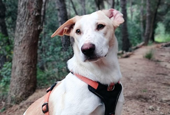 Aura cadella adopcio ADANA Alella