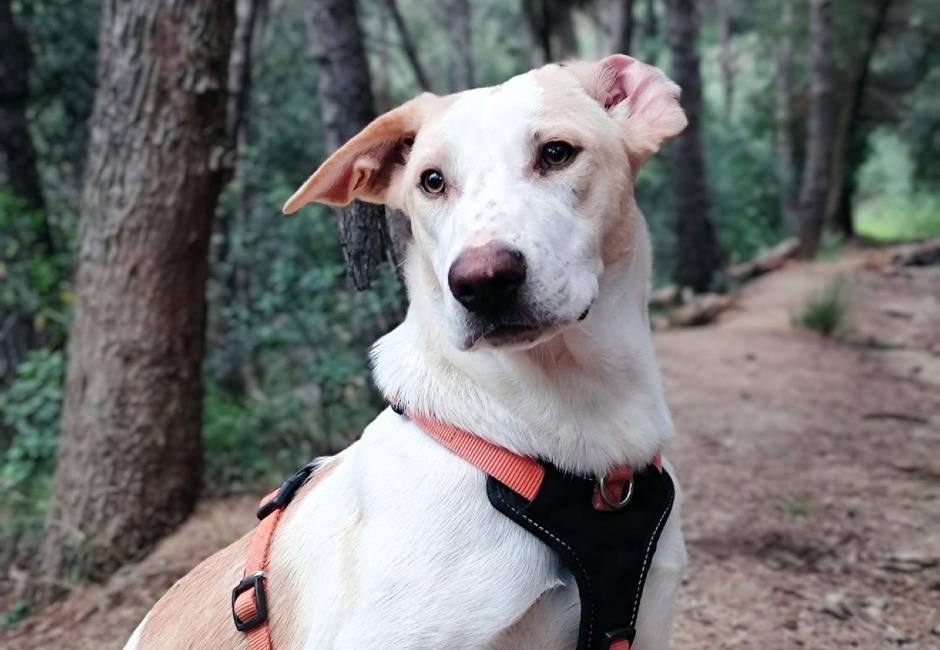 Aura cadella adopcio ADANA Alella