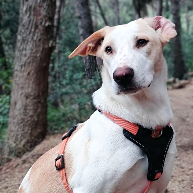 Aura gosseta adopcio ADANA Alella