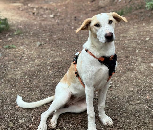 Aura gosseta adopcio ADANA Alella