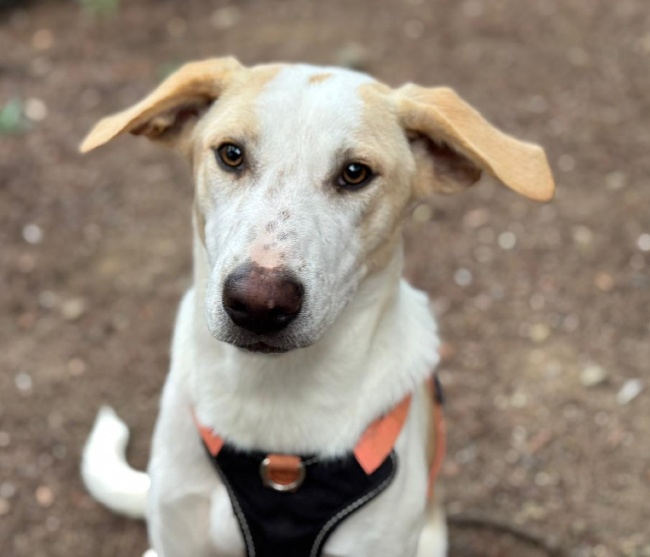 Aura gosseta adopcio ADANA Alella