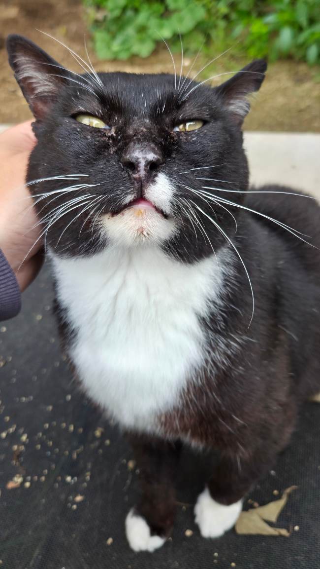 Batman gatet adopcio ADANA Alella