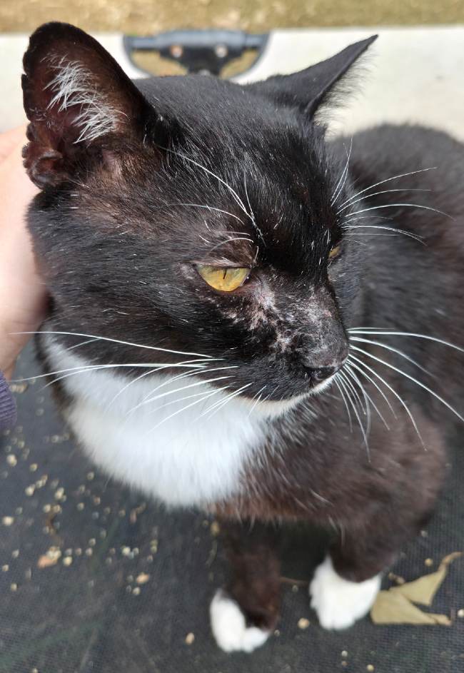 Batman gatet adopcio ADANA Alella