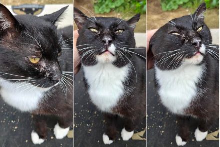 Batman gatet adopcio ADANA Alella