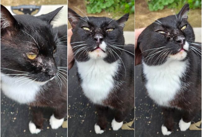 Batman gatet adopcio ADANA Alella