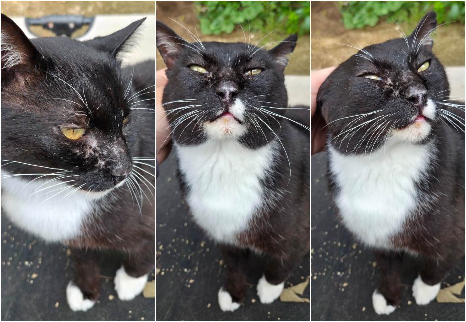 Batman gatet adopcio ADANA Alella