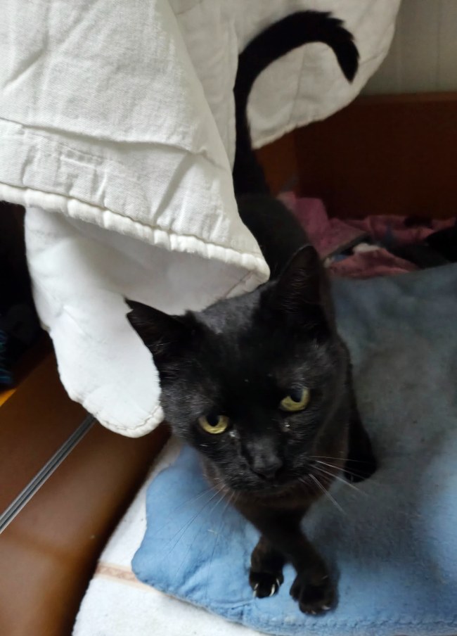 Chloe gateta adopcio ADANA Alella