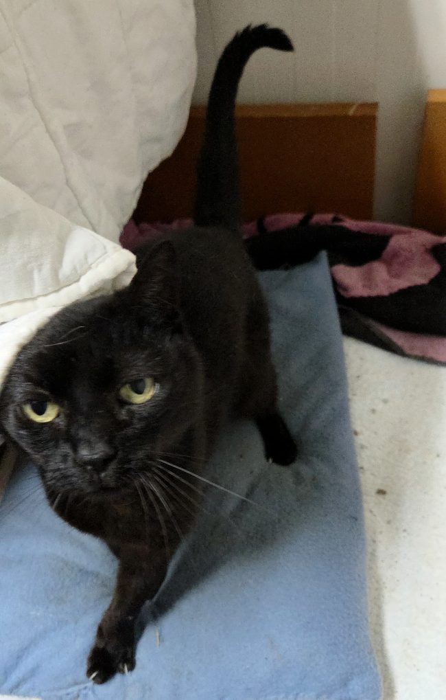 Chloe gateta adopcio ADANA Alella Maresme