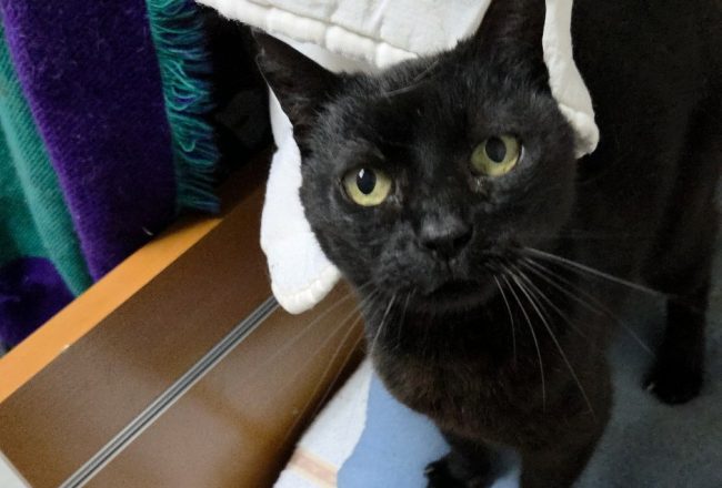 Chloe gateta adopcio ADANA Alella