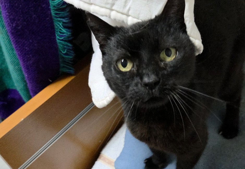 Chloe gateta adopcio ADANA Alella