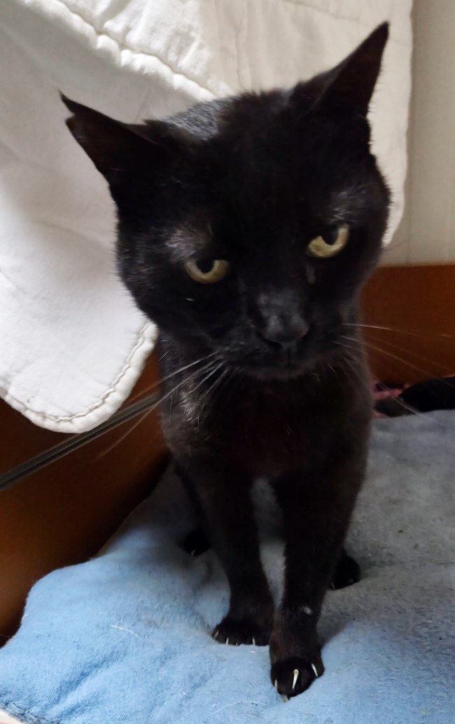 Chloe gateta adopcio ADANA Alella