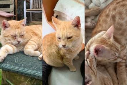 Garfield gat adopcio ADANA Alella