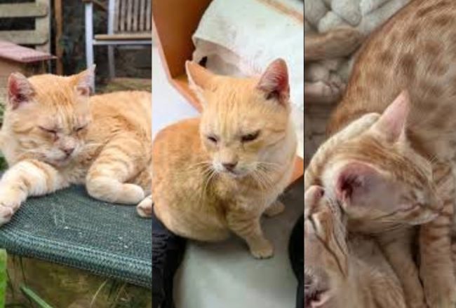 Garfield gat adopcio ADANA Alella