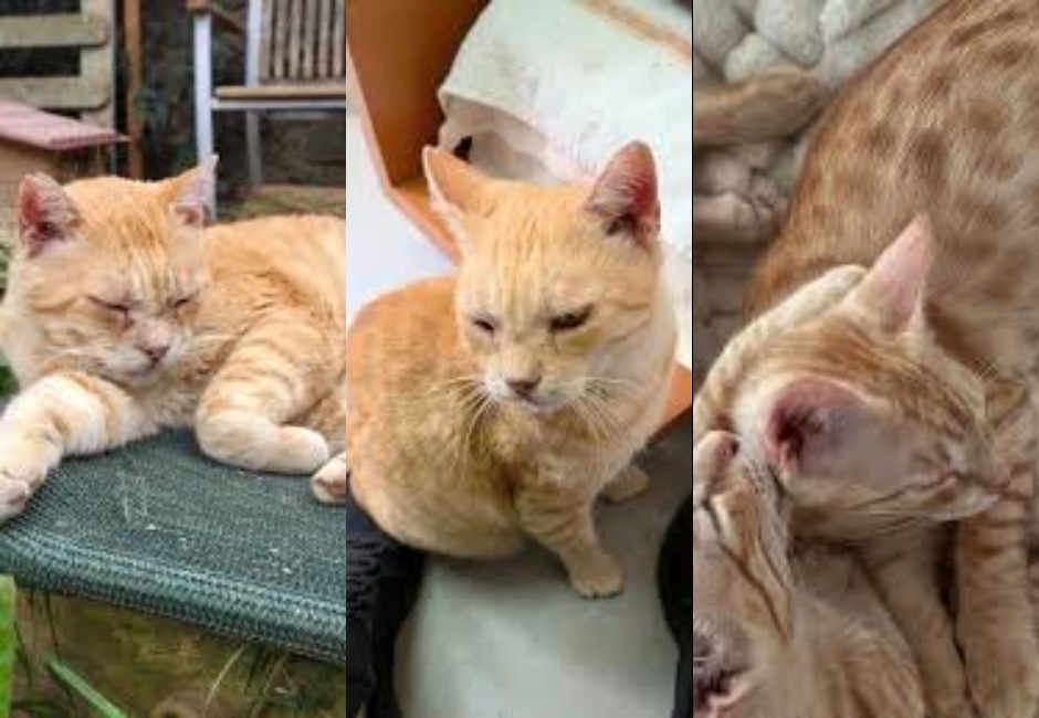 Garfield gat adopcio ADANA Alella