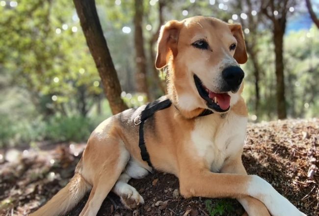 Lobito gos adopcio ADANA Alella