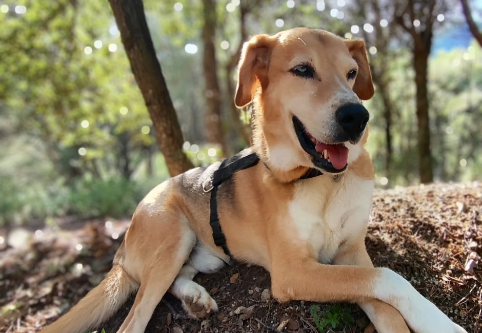 Lobito gos adopcio ADANA Alella