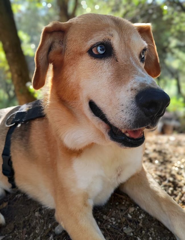 Lobito gos adopcio ADANA Alella