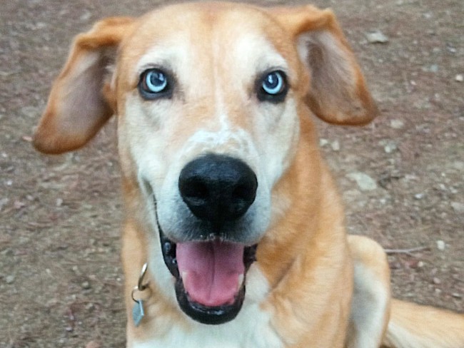 Lobito gos adopcio ADANA Alella