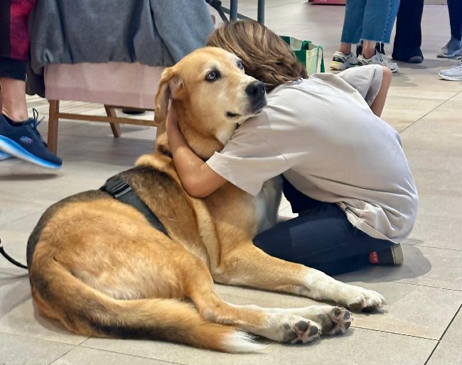 Lobito gos adopcio ADANA Alella