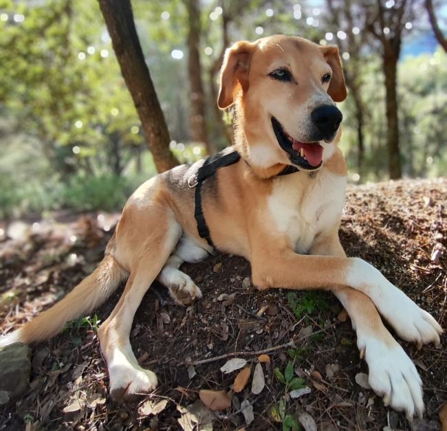 Lobito gos adopcio ADANA Alella