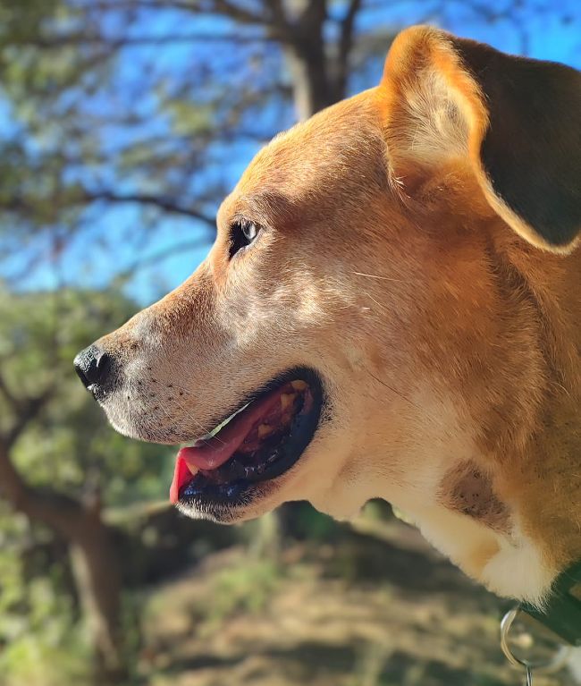 Lobito gos adopcio ADANA Alella