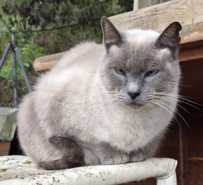 Moon gateta adopcio ADANA Alella