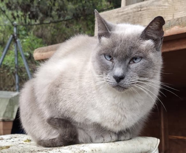 Moon gateta adopcio ADANA Alella