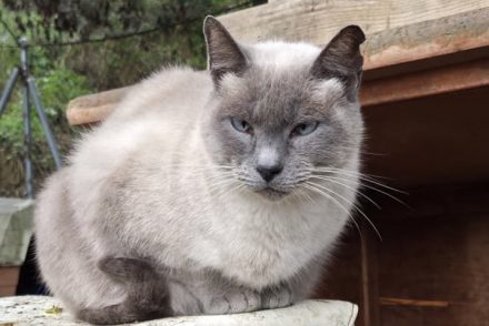 Moon gateta adopcio ADANA Alella