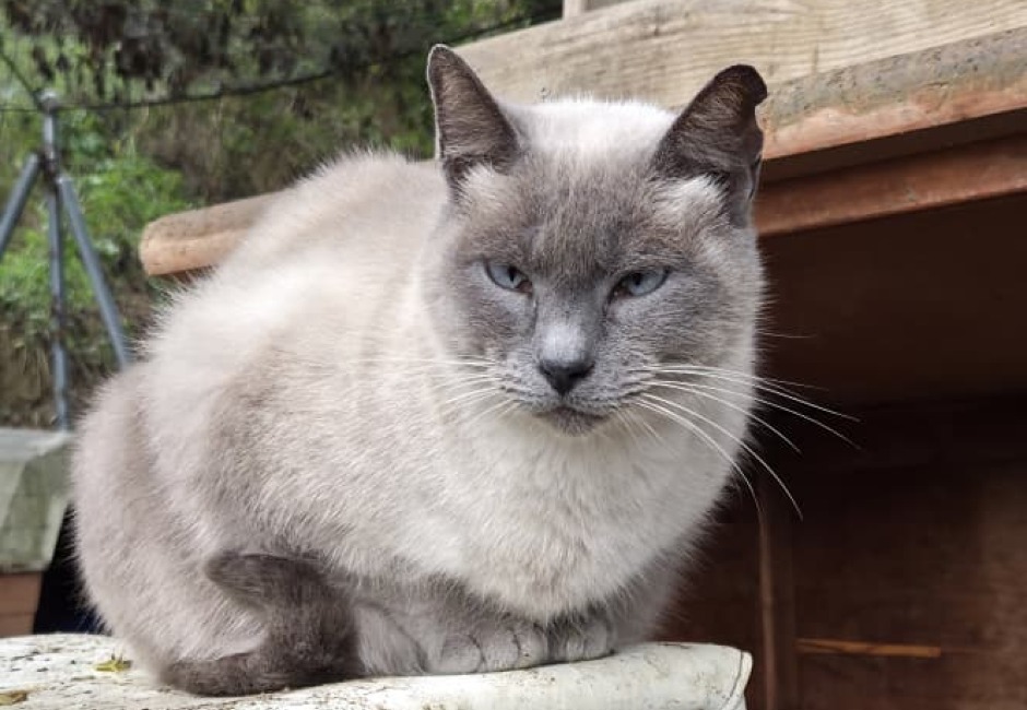 Moon gateta adopcio ADANA Alella