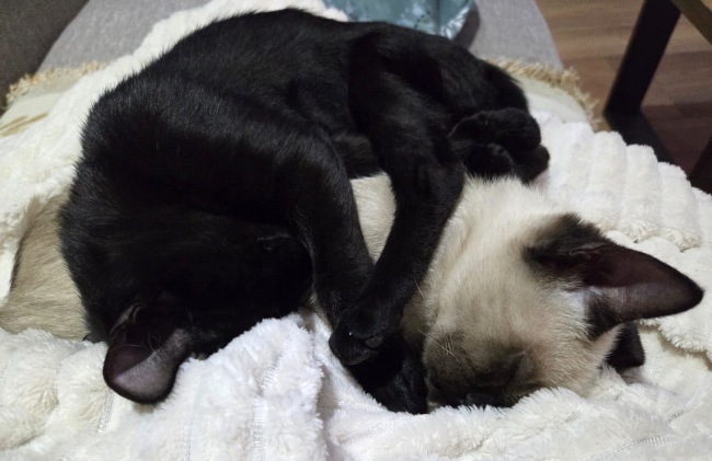 Gatets adopcio ADANA Alella