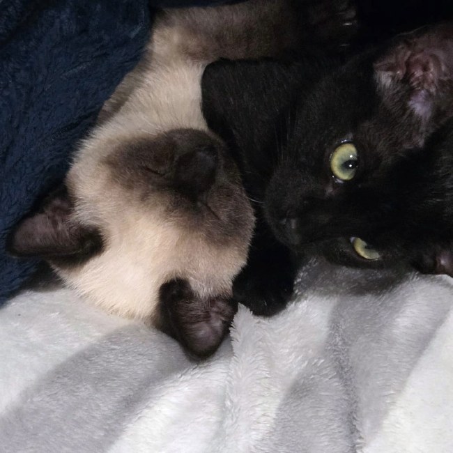 Gatets adopcio ADANA Alella