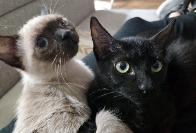 Gatets adopcio ADANA Alella