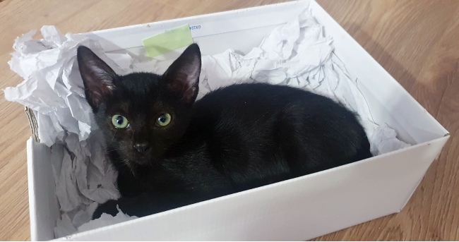 Gatet adopcio ADANA Alella