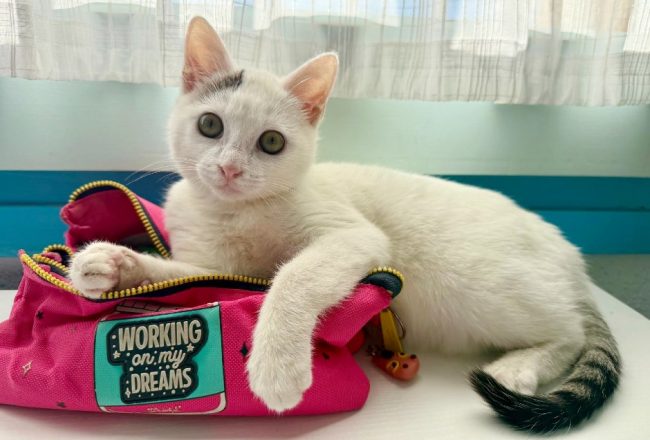 Gateta adopcio ADANA Alella Maresme