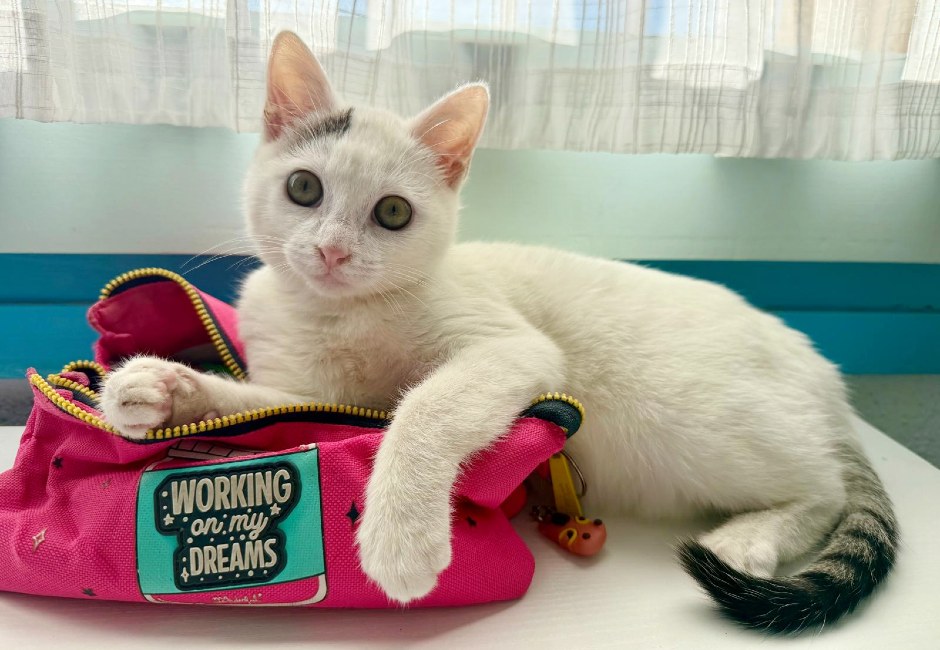 Gateta adopcio ADANA Alella Maresme