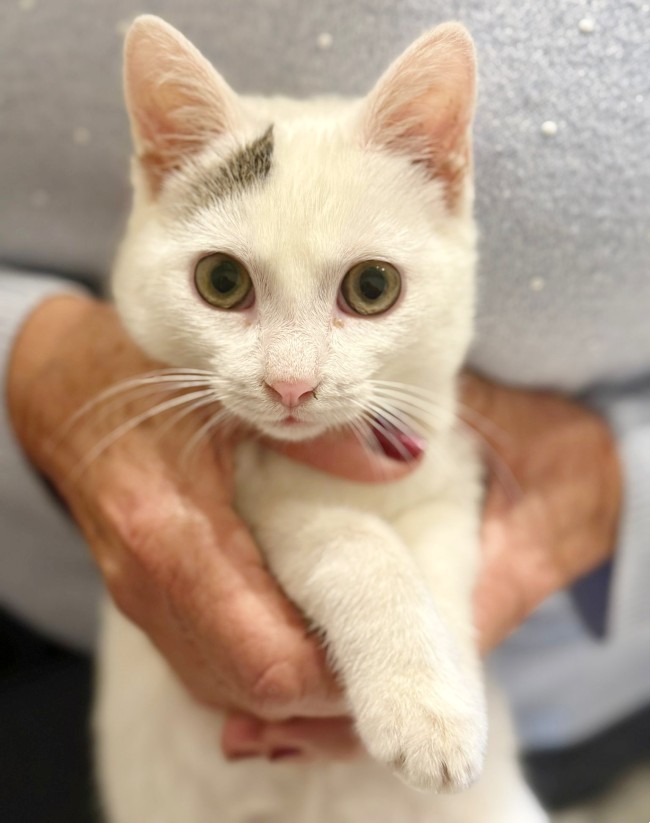 Gateta adopcio ADANA Alella